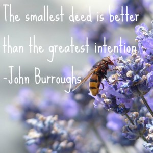 large-campestris-common-garden-campestris